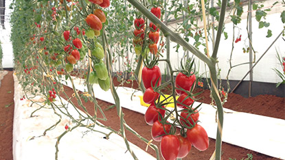Features Of Cover Film/Mulch Film- White Color Makes Plant Catch Sunlight More Evenly Through Light Reflection.